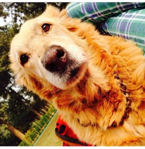 Teddy - at age 13. Connoisseur of birds and rats.