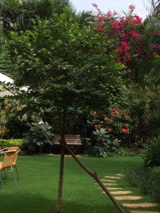 Blooming trees andfliting butterflies.