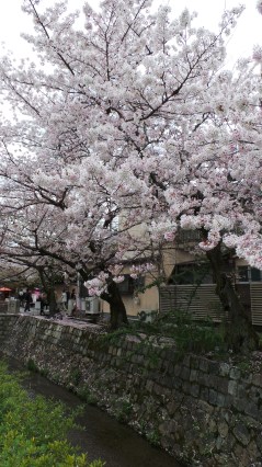Cherry blossoms Also known as Sakura
