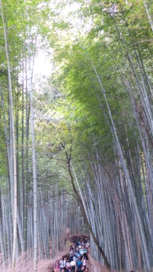 Bamboo forest