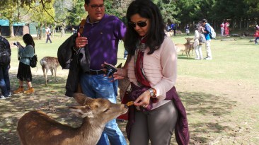 Feeding the deers - Nara