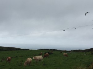 Doolin stone cutters cafe